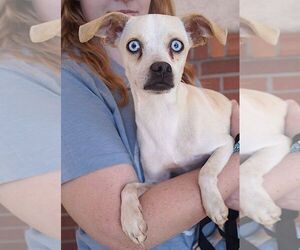 Chihuahua-Unknown Mix Dogs for adoption in Carrollton, TX, USA