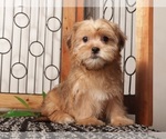 Small #2 Shorkie Tzu