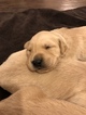 Small Photo #2 Golden Retriever Puppy For Sale in MESA, AZ, USA