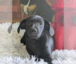 Small #1 Chihuahua Mix