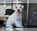 Puppy Puppy Thor Schnauzer (Miniature)