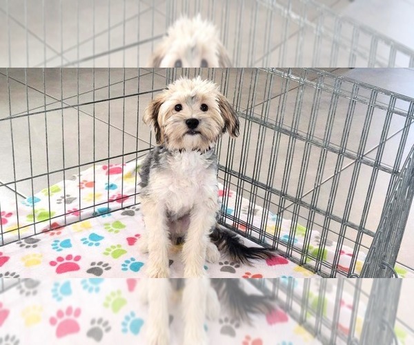 Medium Photo #5 Morkie Puppy For Sale in ORO VALLEY, AZ, USA