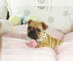 Small #4 French Bulldog
