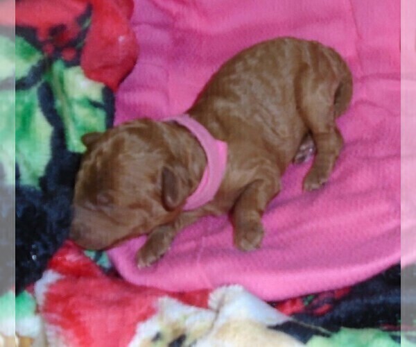 Medium Photo #14 Poodle (Standard) Puppy For Sale in CLATSKANIE, OR, USA