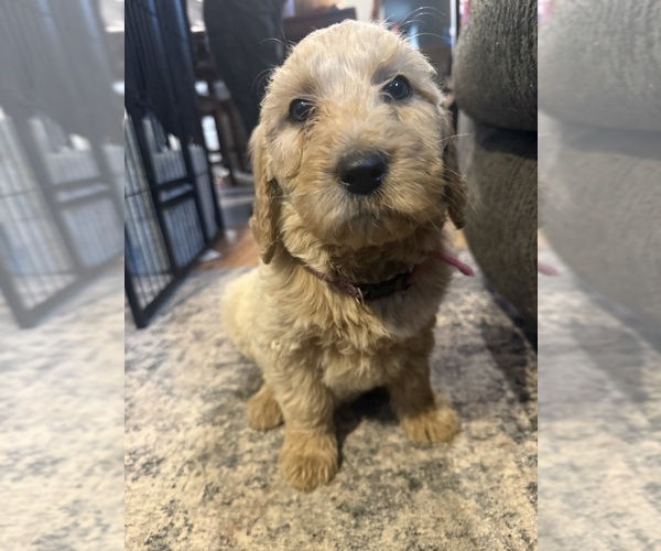 Medium Photo #1 Goldendoodle Puppy For Sale in GROVE CITY, PA, USA