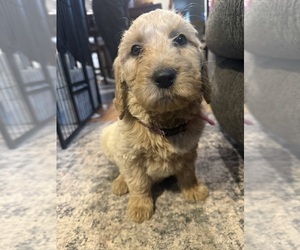 Goldendoodle Puppy for sale in GROVE CITY, PA, USA