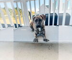Small #3 Plott Hound Mix