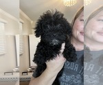 Small Photo #3 Schnoodle (Miniature) Puppy For Sale in BEECH GROVE, IN, USA