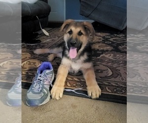 German Shepherd Dog Puppy for sale in MOORESVILLE, IN, USA