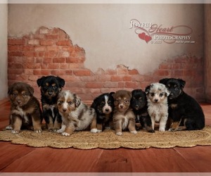 Australian Shepherd Puppy for Sale in CROOKSTON, Minnesota USA