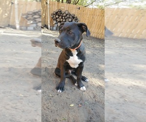 Puppy for sale in CO SPGS, CO, USA