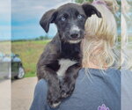 Small #4 Siberian Husky Mix