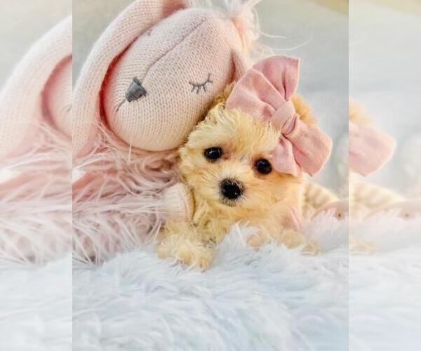 Medium Photo #1 Poodle (Toy) Puppy For Sale in MIAMI, FL, USA