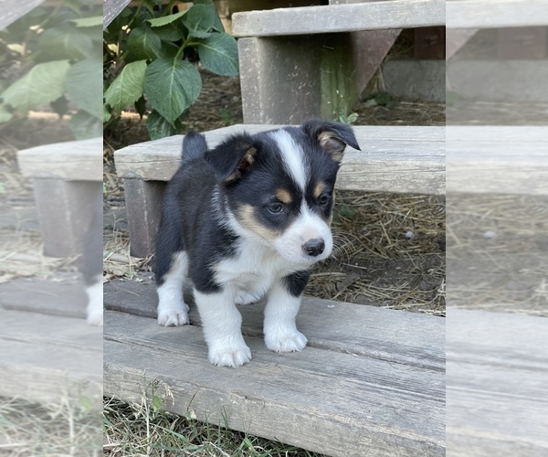 Medium Photo #5 Aussie-Corgi Puppy For Sale in MYRTLE CREEK, OR, USA