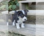 Small Photo #5 Aussie-Corgi Puppy For Sale in MYRTLE CREEK, OR, USA