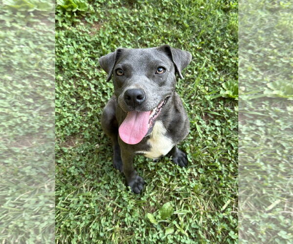 Medium Photo #8 Great Dane-Unknown Mix Puppy For Sale in Ball Ground, GA, USA