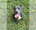 Small #7 Great Dane Mix