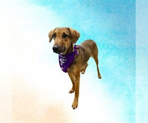 American Foxhound-Rhodesian Ridgeback Mix Dogs for adoption in Baytown, TX, USA