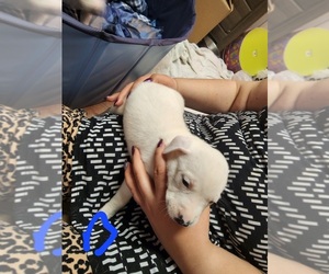 American Pit Bull Terrier-German Shepherd Dog Mix Puppy for sale in RAYTOWN, MO, USA