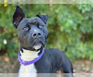 Staffordshire Bull Terrier-Unknown Mix Dogs for adoption in Tavares, FL, USA