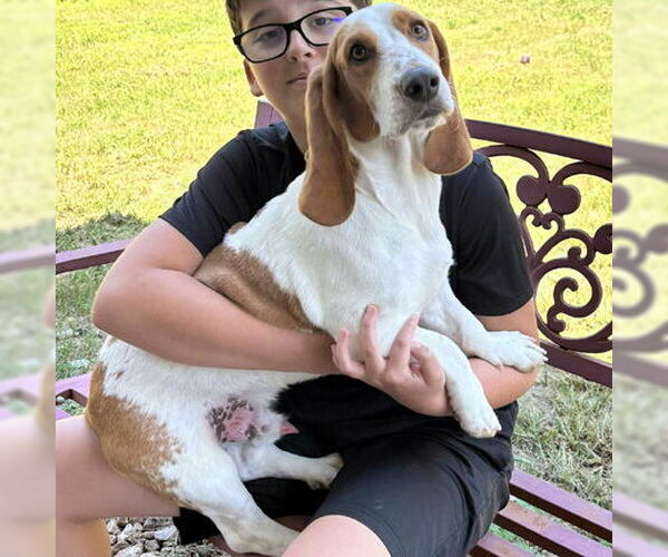 Medium Photo #2 Basset Hound Puppy For Sale in Deepwater, NJ, USA
