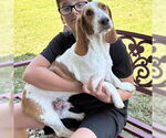 Small #1 Basset Hound