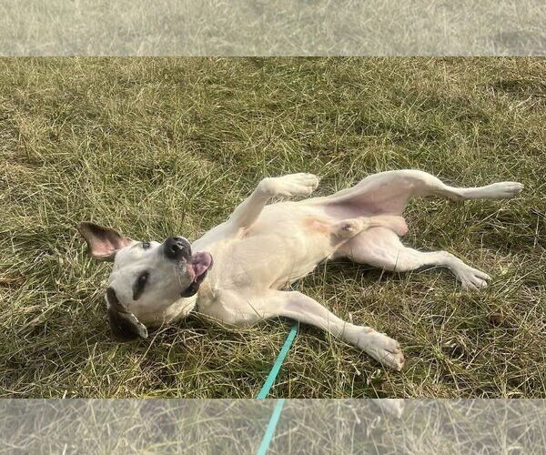 Medium Photo #11 Lab-Pointer Puppy For Sale in Rustburg, VA, USA