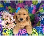 Small Photo #4 Golden Retriever Puppy For Sale in DELTA, PA, USA
