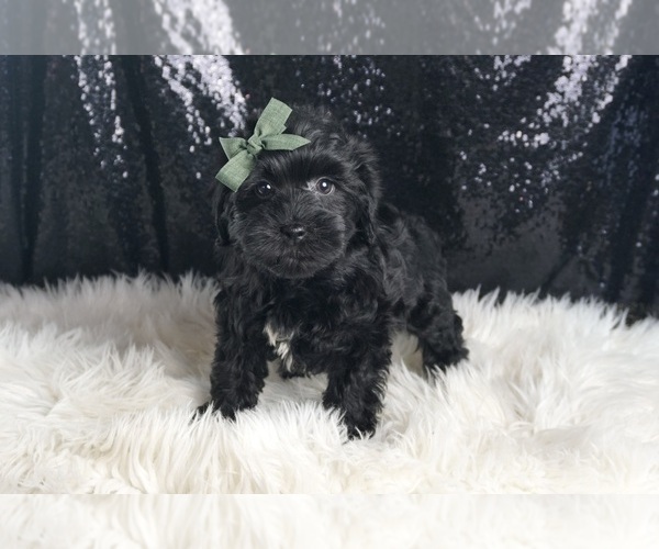 Medium Photo #2 YorkiePoo Puppy For Sale in WARSAW, IN, USA