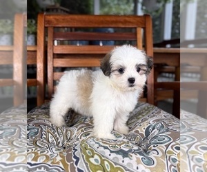 Mal-Shi Puppy for Sale in NOBLESVILLE, Indiana USA