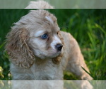 Small #4 Cocker Spaniel