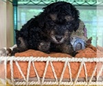 Small #5 Bernedoodle (Miniature)