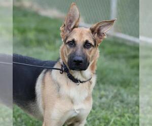 German Shepherd Dog-Unknown Mix Dogs for adoption in Modesto, CA, USA