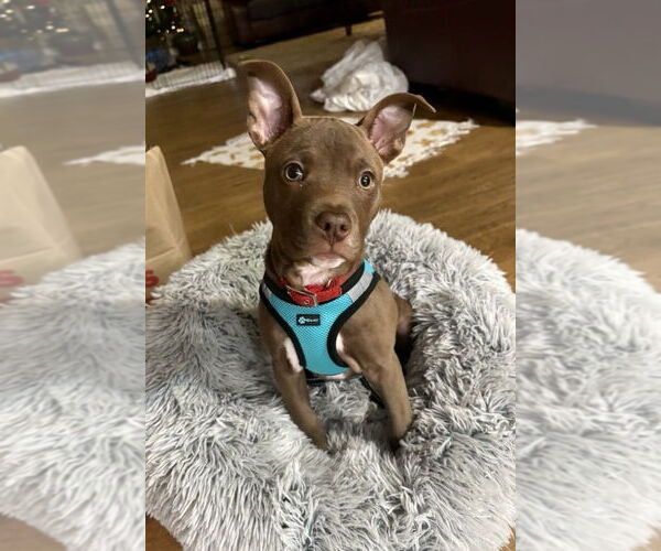 Medium Photo #1 American Staffordshire Terrier-Unknown Mix Puppy For Sale in Arlington, VA, USA