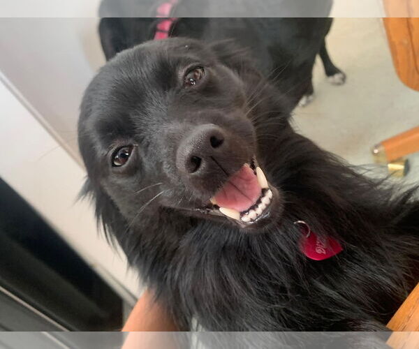 Medium Photo #2 American Eskimo Dog-Chihuahua Mix Puppy For Sale in La Verne, CA, USA