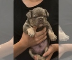 Puppy Hagrid French Bulldog