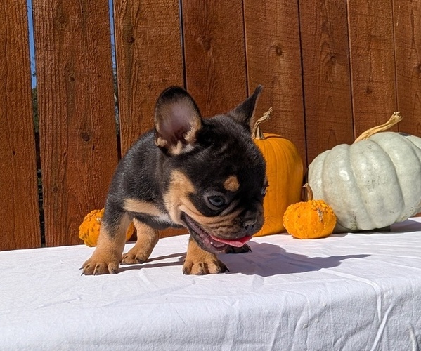 Medium Photo #13 French Bulldog Puppy For Sale in GOSHEN, IN, USA