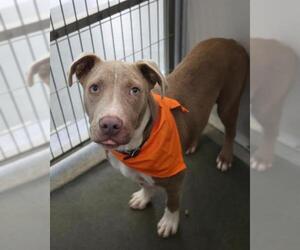 American Staffordshire Terrier Dogs for adoption in San Antonio, TX, USA
