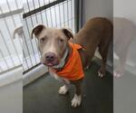 Small American Staffordshire Terrier