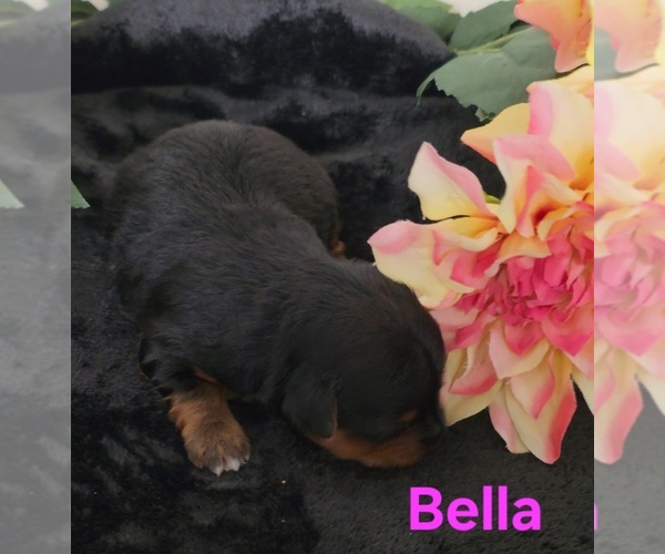 Medium Photo #7 Yorkipoo Puppy For Sale in AZLE, TX, USA