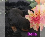 Small #6 Yorkipoo