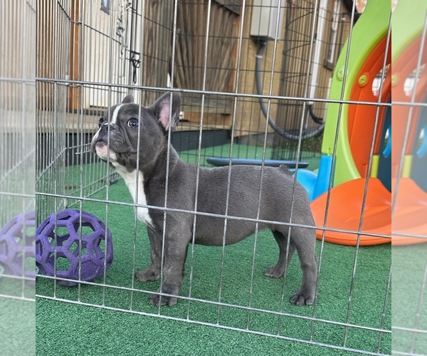 Medium Photo #2 French Bulldog Puppy For Sale in TRACYS LANDING, MD, USA