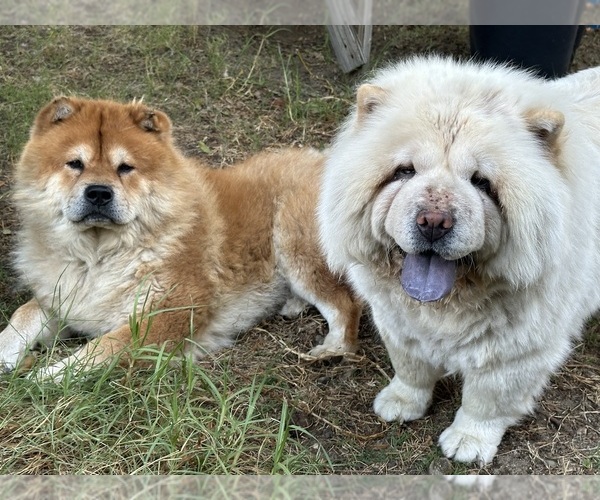 Medium Photo #9 Chow Chow Puppy For Sale in FONTANA, CA, USA