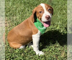 Beagle-Unknown Mix Dogs for adoption in Warrenton, VA, USA