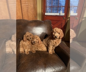 Goldendoodle-Poodle (Standard) Mix Puppy for sale in MODESTO, CA, USA