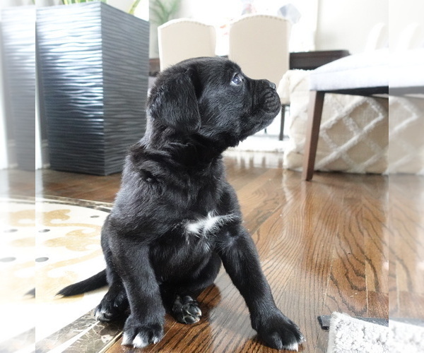 Full screen Photo #8 Cane Corso Puppy For Sale in STOCKBRIDGE, GA, USA
