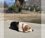 Small #3 Beagle