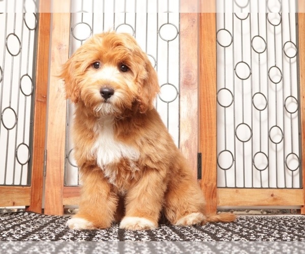 Medium Photo #1 Cavapoo (Miniature) Puppy For Sale in NAPLES, FL, USA