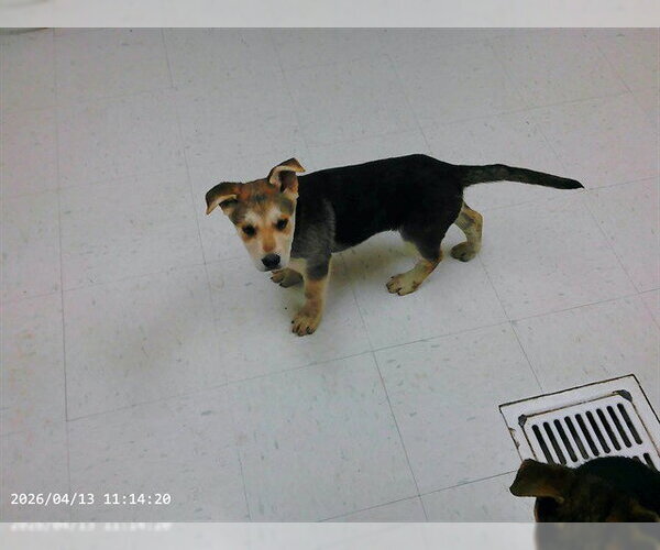 Medium Photo #1 German Shepherd Dog-Unknown Mix Puppy For Sale in Oroville, CA, USA