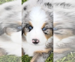 Australian Mountain Dog Puppy for sale in CALIFON, NJ, USA